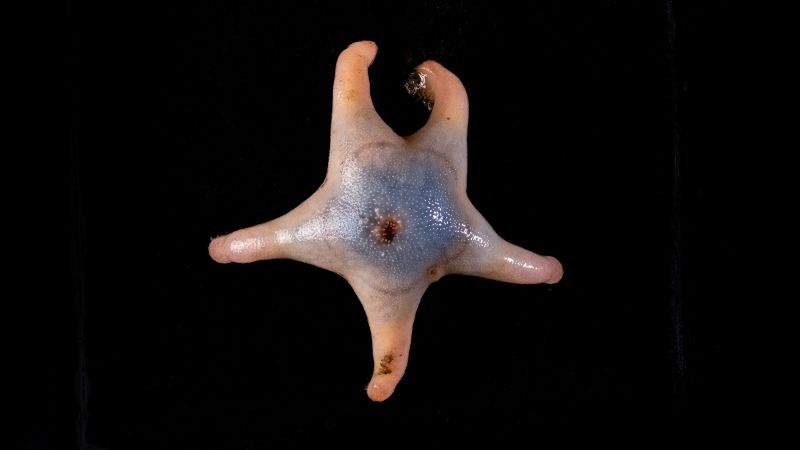 odd ocean starfish